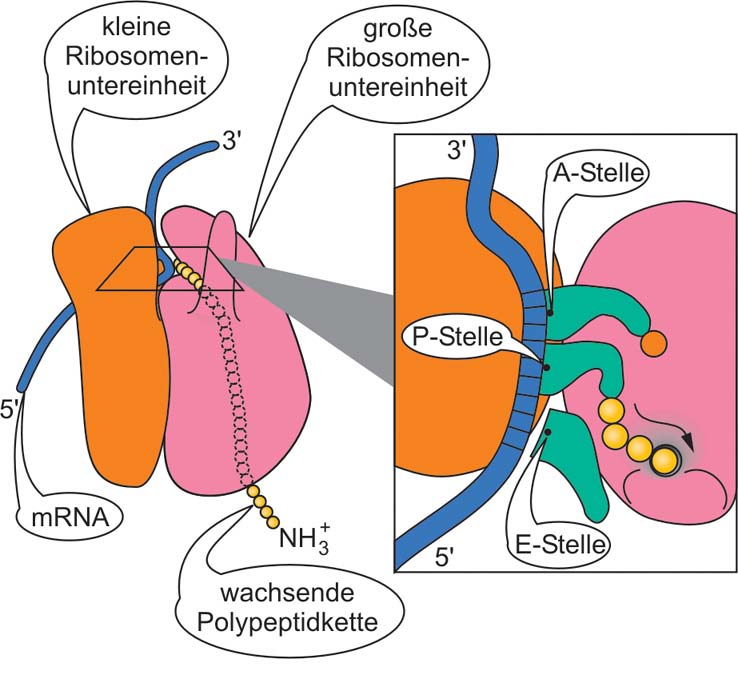 trna-bindungstellen am Ribosom Die trna-bindungsstellen befinden sich im Kanal zwischen den Untereinheiten A = Aminoacyl-tRNA-Bindungsstelle P = Peptidyl-tRNA-Bindungsstelle
