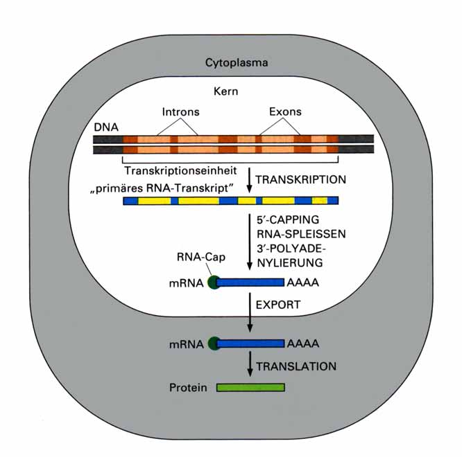 Eukaryotische Gene enthalten kodierende Exon- und nicht-kodierende Intron-Bereiche, eukaryotische RNA-Pol II-Transkripte werden