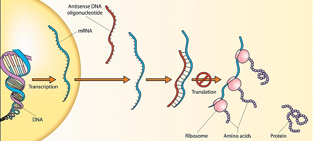 Die genetische Information ist in der DNA gespeichert, wird dort von speziellen Enzymen ausgelesen und in mrna überführt, zu den Ribosomen transportiert, in denen die Protein-Biosynthese abläuft.