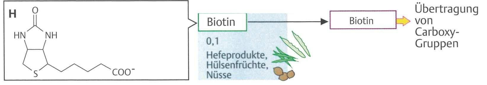 51 Biotin