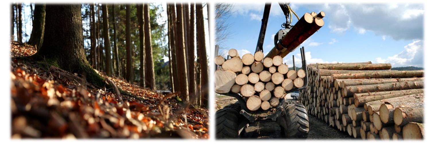> Forstdienst Forsttechnische Gutachten und 2014 324 Stellungnahmen 2015 211 (inkl. Stellungnahmen zu Flächenwidmungs- und Bebauungsplänen Rodungen 2014 31.