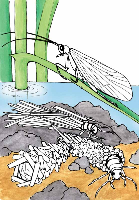 Die Köcherfliegenlarven leben am Teichund Bachboden, wo sie aus verschiedenen Materialien ihre Häuschen bauen.
