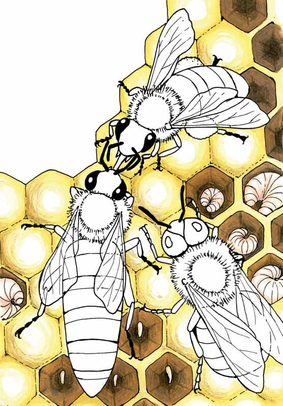 Im Bienenstock der Honigbiene finden wir eine Königin, einige hundert Drohnen und