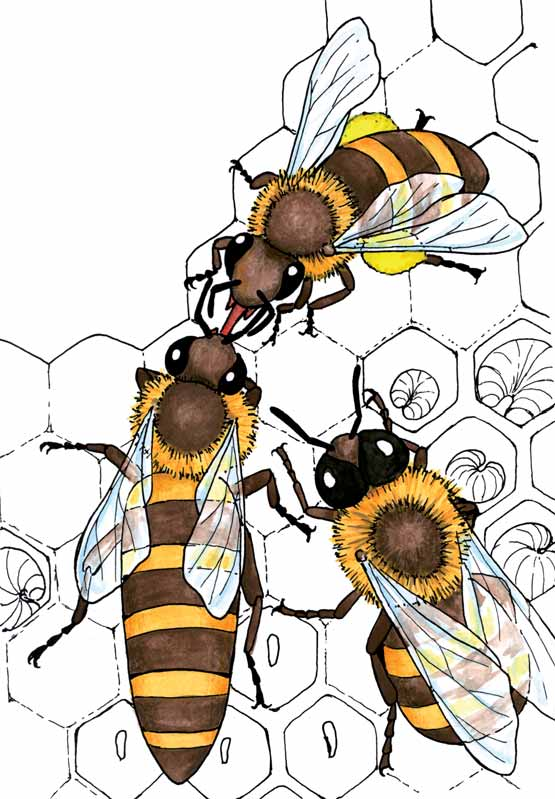Die Arbeiterinnen sammeln Pollen und Nektar, kümmern sich um die Nachkommen, putzen und überwachen den Bienenstock.