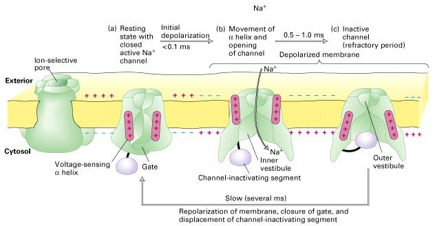 The structure and function of the voltage-gated