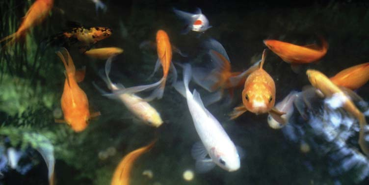 Ratgeber Teichfische Fische verleihen Ihrem Wassergarten Farbe, Bewegung und Anmut. Man darf nicht vergessen, dass sie lebende Kreaturen sind.