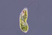 Menü Mikroorganismen: Einzeller (Sequenzen) Mikroskopieren Das Winzige sichtbar machen (Filmsequenz 4:20 min) Im Teich wimmelt es von Leben! Doch wer lebt alles in einem Teich?
