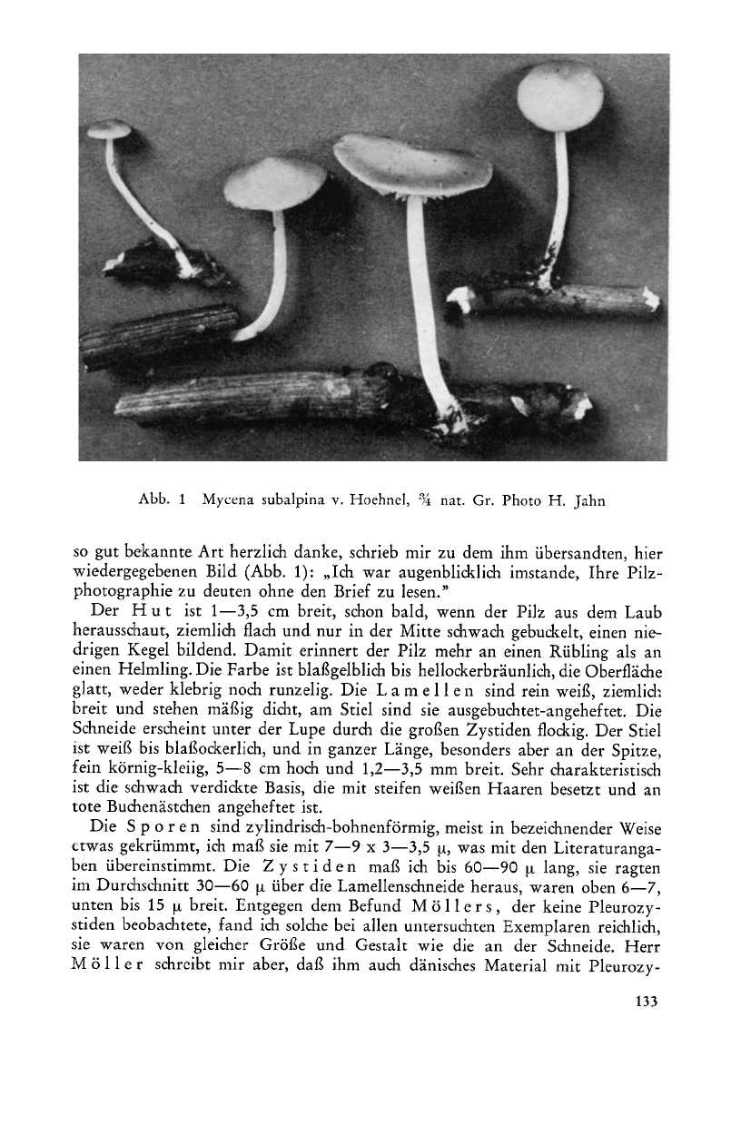 Abb. 1 Mycena subalpina v. Hoehnel, i nat. Gr. Photo H. Jah n so gut bekannte Art herzlich danke, schrieb mir zu dem ihm übersandten, hie r wiedergegebenen Bild (Abb.