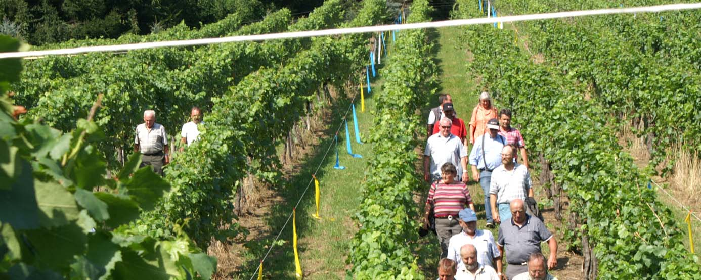 Seite 21 Die jährliche Tagung für Weinlesekontrolleurinnen und Weinlesekontrolleure fand statt am Freitag, 30.