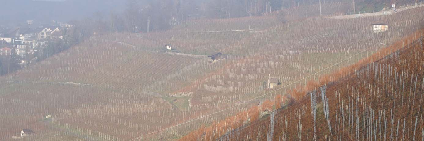 Seite 76 Weinbaugemeinden mit ausserordentlich hohen Mostgewichten 2013 Blauburgunder-Gemeinden Riesling-Silvaner-Gemeinden