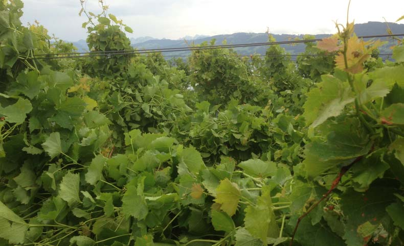 Seite 8 September Oktober bis Mitte November Der September beginnt mit etwas Regen. Dann kehrt der Sommer zurück, mit Temperaturen um die 25 C tagsüber, aber nur grad 7 C Nächtens.