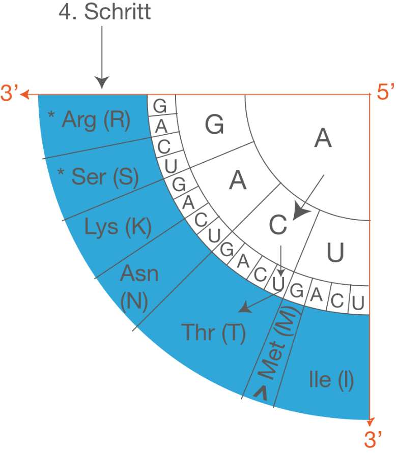 (C) 2014 - SchulLV 9 von 9 Schritt 4: Im äußersten Ring sind nun alle Aminosäuren aufgelistet, die mit der mrna codiert werden können.