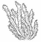 Name: Auch Pflanzen können schwimmen Lies die Steckbriefe der Pflanzen. Ordne die Namen zu. Male die Bilder dann richtig an. Wasserlinse Seerose Wasserpest Alge Diese Pflanze wurzelt im Teichgrund.