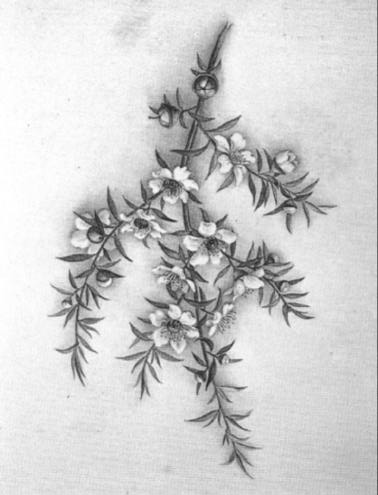Leptospermum scoparium J. R. et G. Forst.