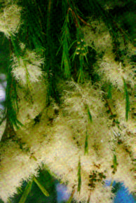 A. Einleitung 3.3 Melaleuca alternifolia Cheel Melaleuca alternifolia Cheel liefert Australisches Teebaumöl.