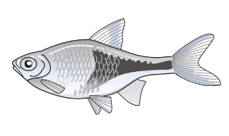 Fischarten: Blauer Antennenwels, Silberbeilbauchfisch und Neonsalmler Schmetterlingsfisch Keilfleckbarbe Prachtschmerle Panzerwels