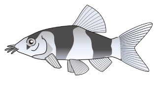 Zeichne je einen Vertreter der drei Fischarten im Aquarium in Seitenansicht in die leeren Kästchen oben ein.