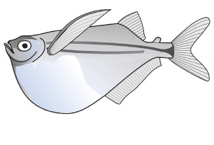 lebenden Fischarten vertraut: Paracheirodon innesi (Neonsalmler), Ancistrus dolichopterus (Blauer Antennenwels), Gasteropelecus sternicla (Silberbeilbauchfisch) Füttern Sie mit kleinflockigem