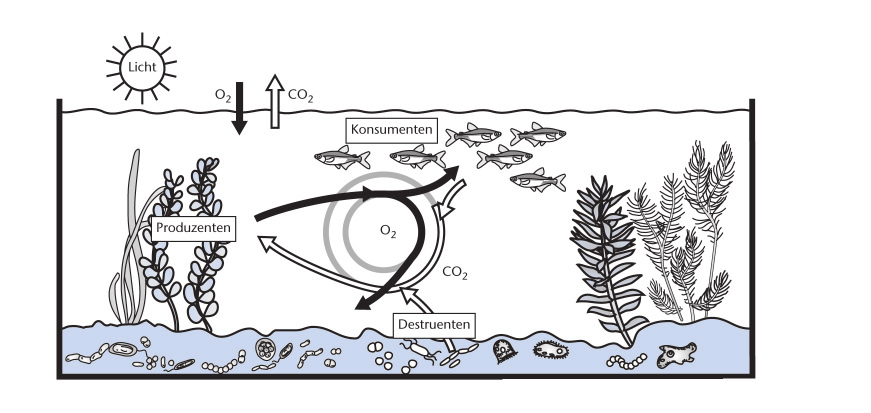 Ökologie: Kohlenstoffkreislauf im Aquarium Arbeitsblatt Sek.I L15 Auch Fische brauchen Licht Hannah und Max wollen mit ihrer Klasse ein Aquarium einrichten.