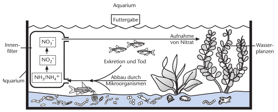 Ökologie: Stickstoffkreislauf Arbeitsblatt Sek.II L16 Wer tauscht im See das Wasser aus? Machen Sie sich mit dem vereinfachten Stickstoffkreislauf in einem See vertraut (Grafik A).