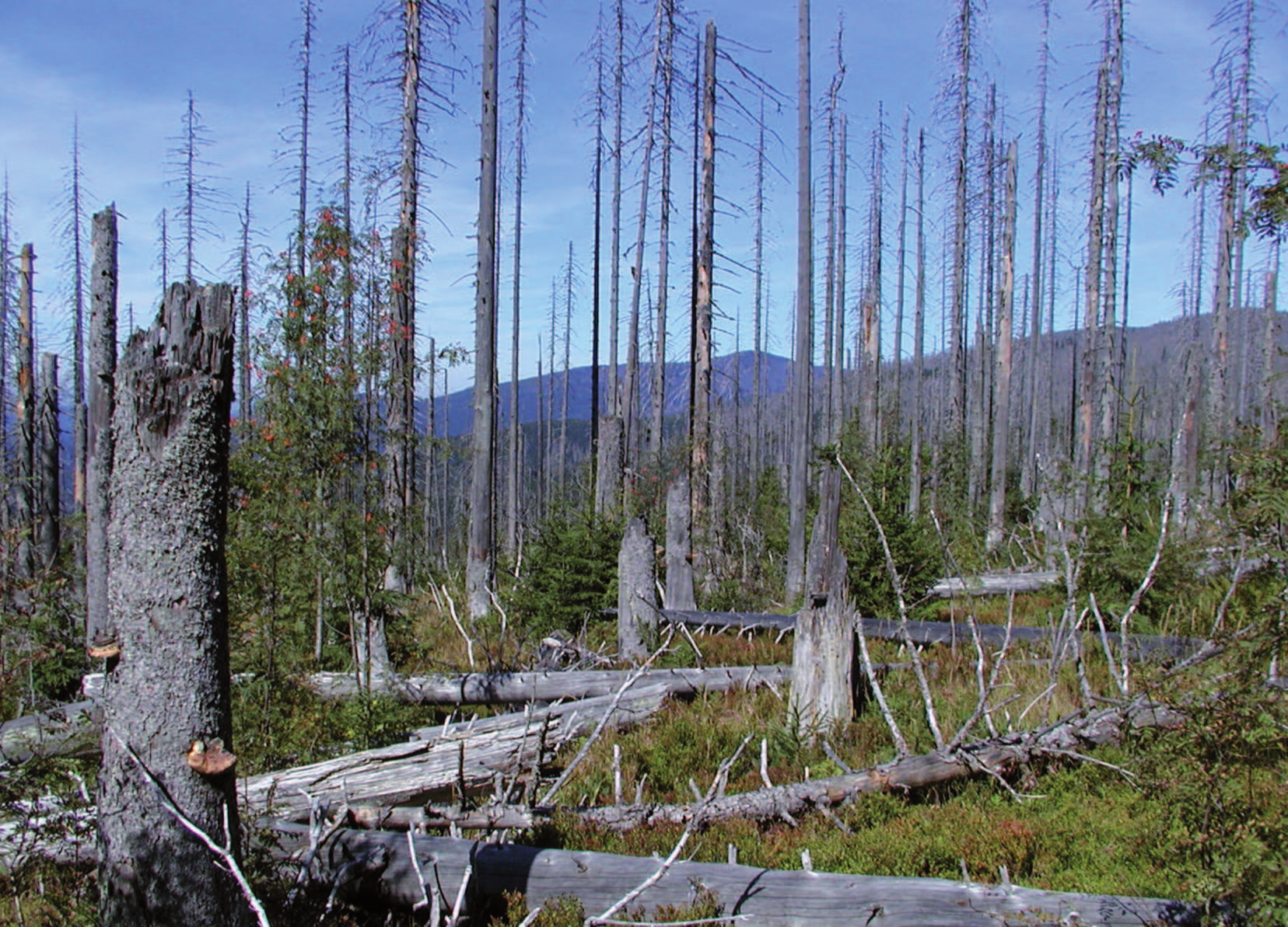 Wald (1996, 2001, 2006, 2011).