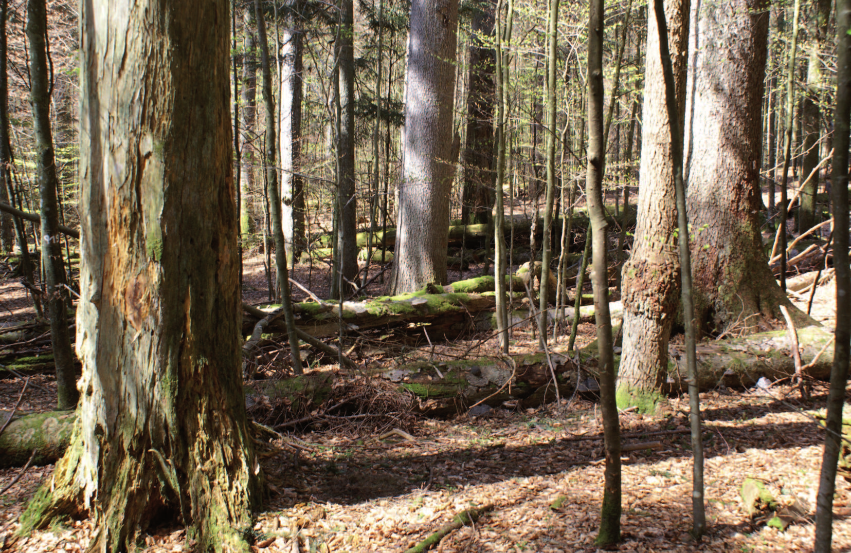 (Foto: Nationalparkverwaltung Bayerischer Wald). Abb.