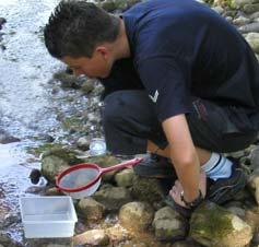 Tiergruppen zählen berechnen Gewässergüte mit Hilfe des Auswertungsblattes
