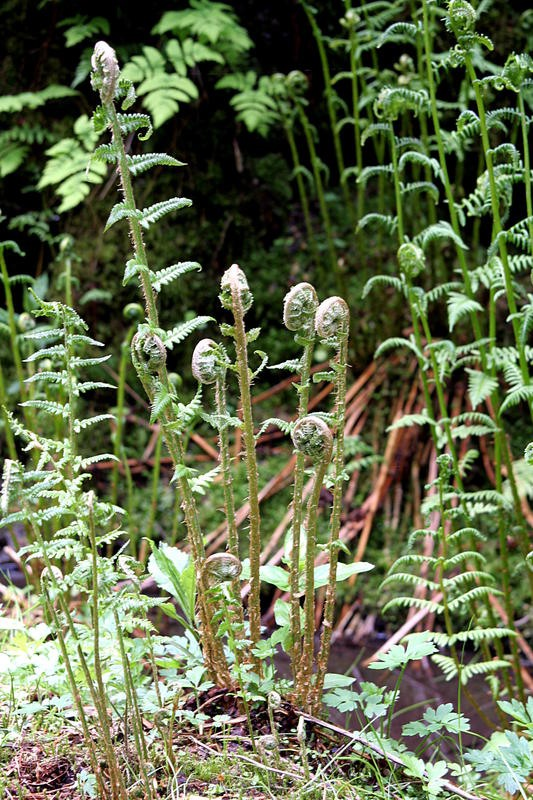 14 Die Farne Die Farne gehören zu den Gefäßsporenpflanzen, welche die Schwestergruppe der Samenpflanzen sind. Sie sind deutlich entwickelter als die Moose und weniger entwickelt als die Samenpflanzen.
