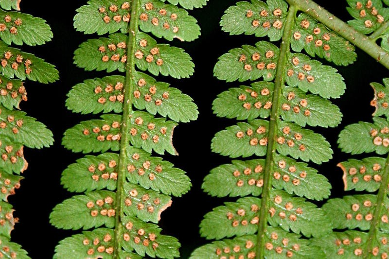 16 Details zum Sporophyten: Der Sporophyt muss nicht auf dem Gametophyten wachsen.
