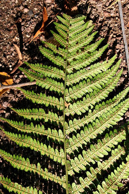 Die Blätter haben Leitbündel die Zellwände sind mit Lignin verstärkt Die Sporangien werden meist an der Unterseite der Blättern gebildet.