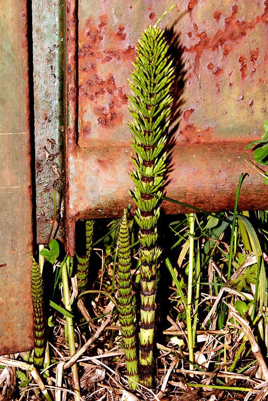 19 Die Schachtelhalme (Equisetopsida) Die Schachtelhalme gehören auch zu den Gefäßsporenpflanzen. Sie mögen feuchte Böden und man findet sie oft in der Nähe oder direkt am Wasser.