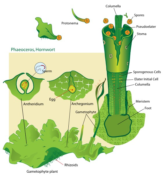 Thank you; http://en.wikipedia.org/wiki/image:liverwort_life_cycle.