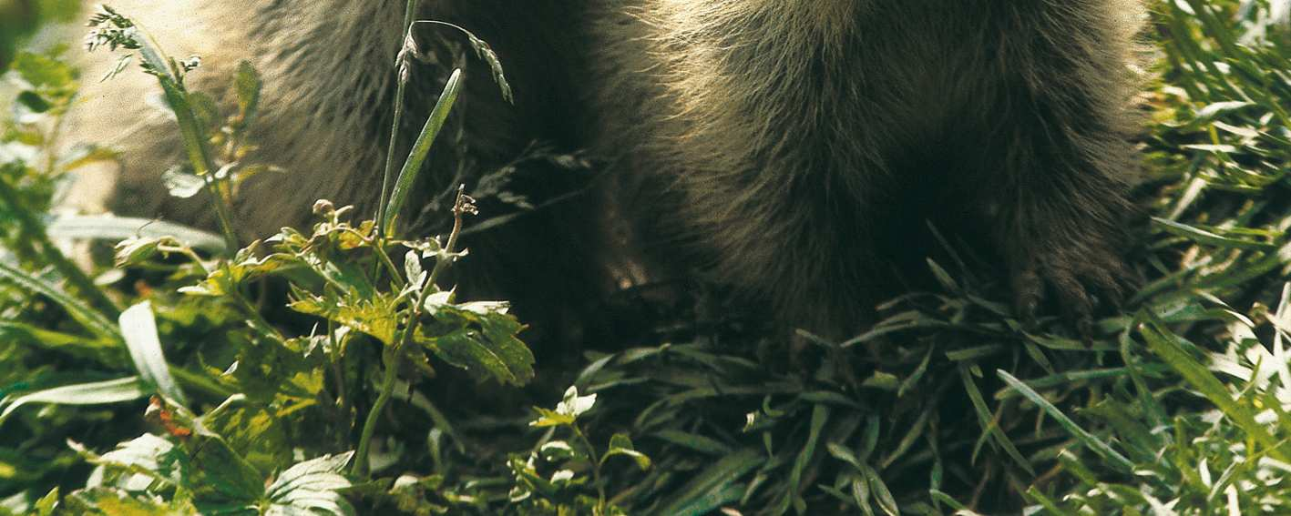 Murmeltier Murmeltiere leben vorwiegend in einer Höhe, wo Bäume und Sträucher kaum mehr wachsen können. Die kurzhaarigen, pelzigen Tiere sind die grössten Nagetiere der Schweiz.
