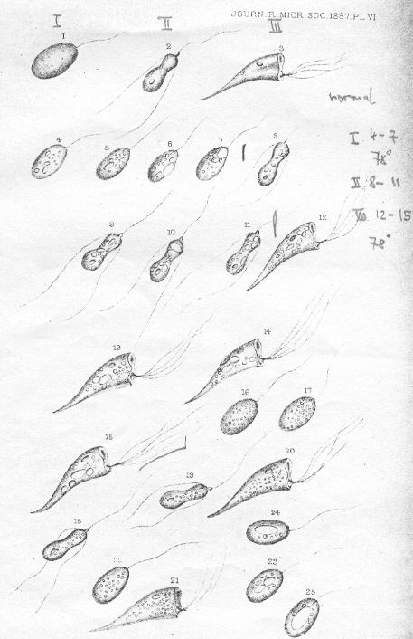 Abb. 2 Dallingers Zeichnungen von den untersuchten Organismen 1-3 So sehen sie im Normalzustand aus (keine nähere Angabe von Dallinger, welche Zeichnung welchen Organismus darstellt).