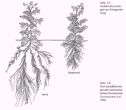 Two potato cultivars with large difference in root system: Astrid (N
