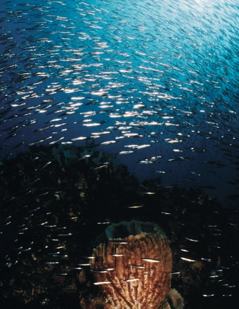 Titel: Früher war Kabeljau einer der wichtigsten Nutzfische weltweit, riesige Exemplare wurden aus dem Meer geholt, wie auf dem Foto aus dem Jahr 1900 (aufgenommen in Neufundland).