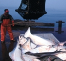 Auch Heilbutt wird in großen Mengen gefangen und ist überfischt.