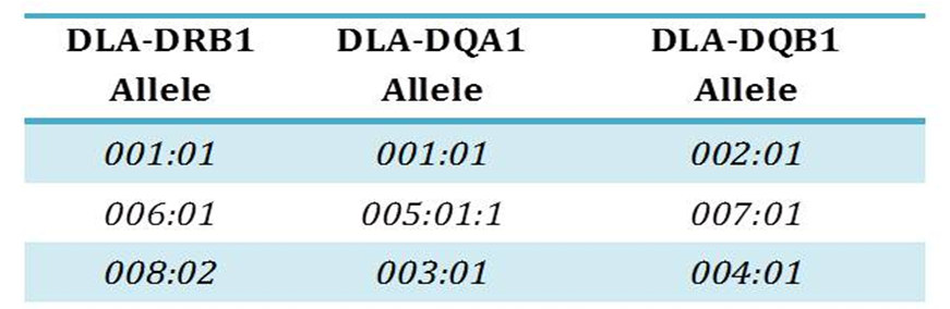 Dargestellt ist der prozentuelle Anteil von getesteten Hunden der heterozygot, homozygot, homozygot mit unterschiedlichen DLA-DRB1 Allelen (homozygot DRB1) und homozygot mit unterschiedlichen