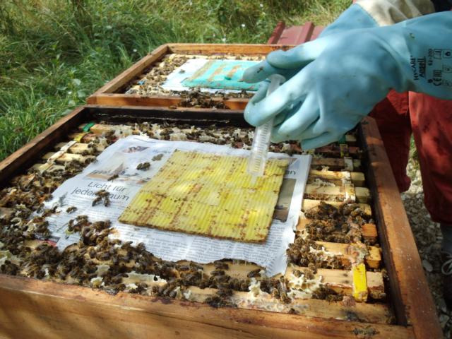 Der August Die letzten Pollen werden gesammelt, die Wachsproduktion wird eingestellt, und die langlebigen Winterbienen werden gebildet.