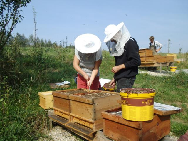 Der September Alle Vorbereitungen werden abgeschlossen, das Volk ist nun bereit für den Winter. Die Futtervorräte sind aufgefüllt und die Bienen genießen noch die letzten warmen Tage des Jahres.