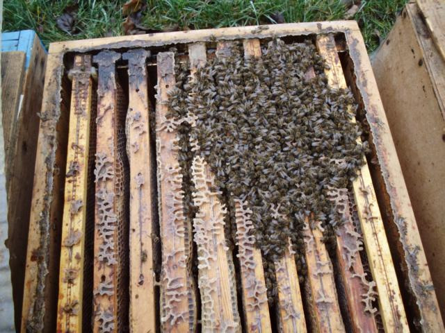 Der November Die Temperaturen sinken immer weiter nach unten, und die Bienen stellen nun ihre Brutaktivität ein. Der Energieaufwand, um die Bruttemperatur zu halten wäre einfach zu groß.