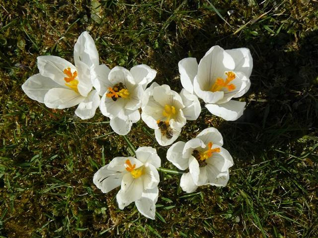 Der März Der Brutzyklus der Bienen setzt verstärkt ein. Die Legeleistung der Königin steigt von Tag zu Tag. Die Temperaturen werden wärmer und die Tage länger.