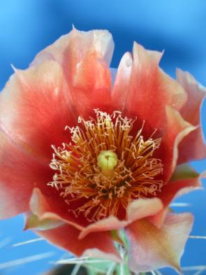 Befruchtete Blüten bilden bei einigen Arten grosse, dekorative Früchte. Neben Opuntien gibt es noch weitere winterharte Kakteen und Sukkulenten.