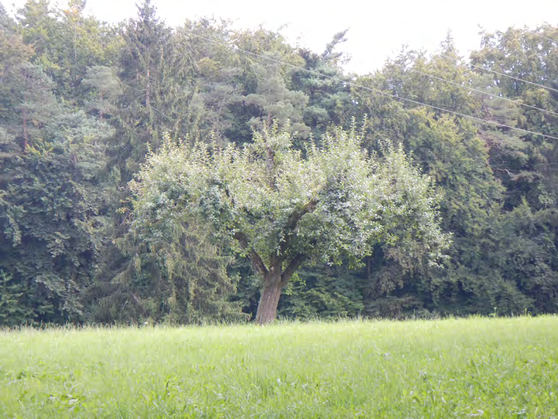 Kommunales Inventar der Biotope Gemeinde Murten (Ortsteil Büchslen) Bäume und Baumgruppen Objekt 121 (HO1) Typ: Obstbaum Baumarten: 1 Apfelbaum Umfang: ø ca.