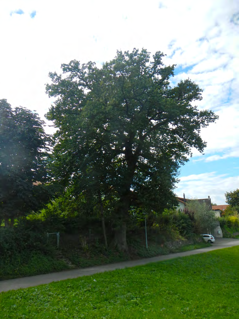 Kommunales Inventar der Biotope Gemeinde Murten (Ortsteil Büchslen) Bäume und Baumgruppen Objekt 125 (B110) Typ: Einzelbaum Baumarten: 1 Eiche Umfang: ø ca.