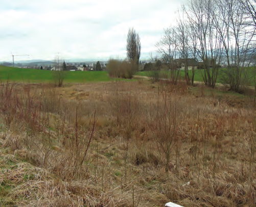 20 Aren) - Feuchtstandort mit 2 Teichen und Steinhaufen - Standort im Süden von einer Niederhecke, im Norden von einer Baumhecke umgeben - Sträucher treiben in der Feuchtwiese