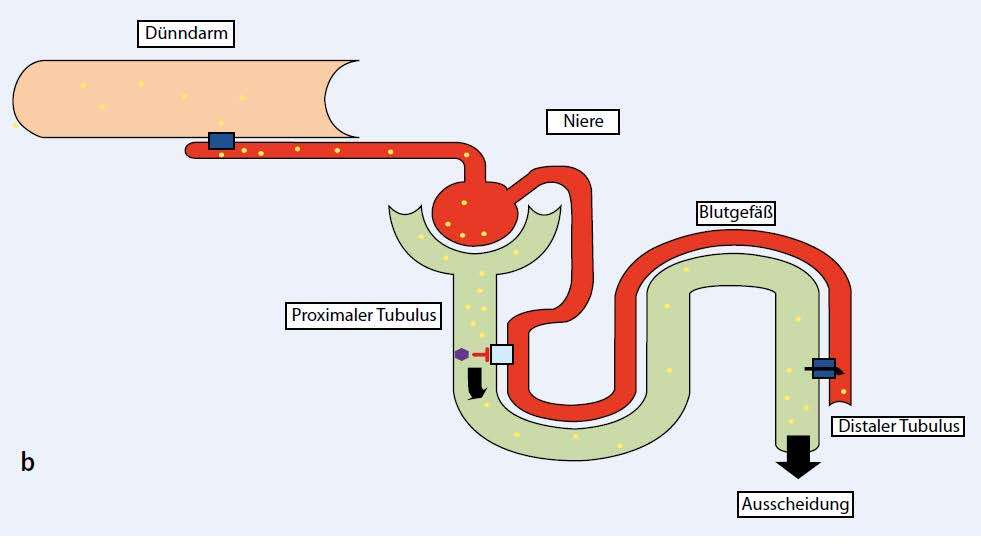 Canagliflozin, Invokana Zweiter SGLT2-Inhibitor Indikation: Typ-2-Diabetes Sodium Glucose Transporter 1