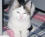 In ihrem neuen Revier sollten keine weiteren Artgenossen leben. Bisquit Odessa ist eine Katze, die weiß, was sie will und vor allem, was sie nicht will.