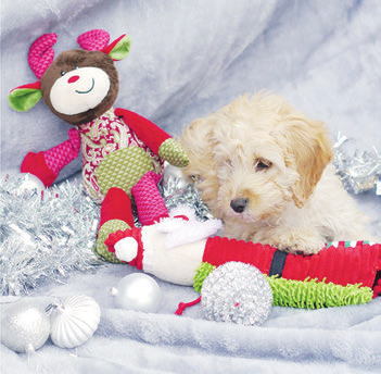 Weihnachten auf vier Pfoten Das größte Geschenk ist Zuwendung Für die meisten Hundebesitzer gehört der Vierbeiner selbstverständlich mit zur Familie - und für rund 41 Prozent der Herrchen und