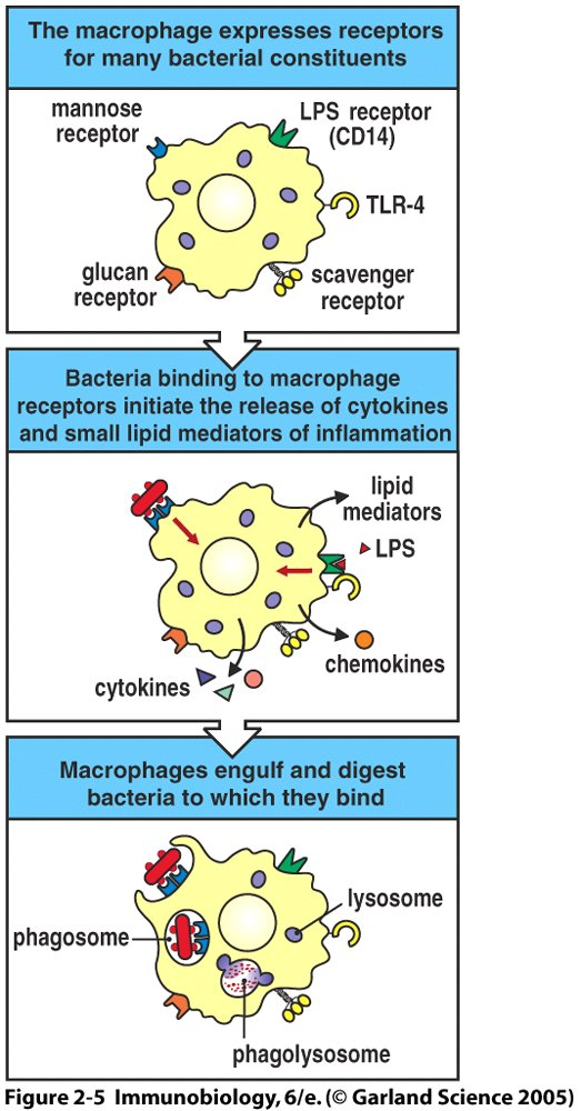 Makrophagen werden durch Pathogenkontakt aktiviert,